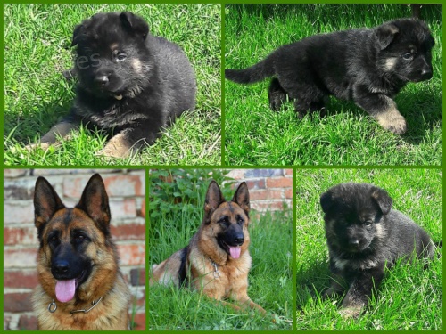 N�meck� ov��k �t��ata s PP