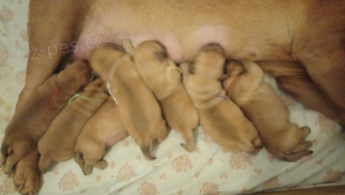 Bordeauxsk� doga - prod�m �t���tka s PP