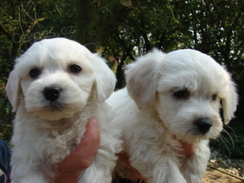 Malt�zsk� ps�k na prodej s PP