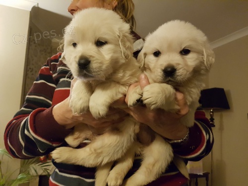 Zlat� retr�vr na prodej bez PP