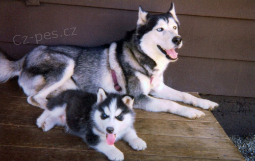 �t��ata �istokrevn�ho sibi�sk�ho husky