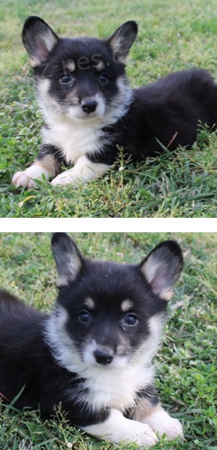 �t�n� Corgi Pembroke Cardigan