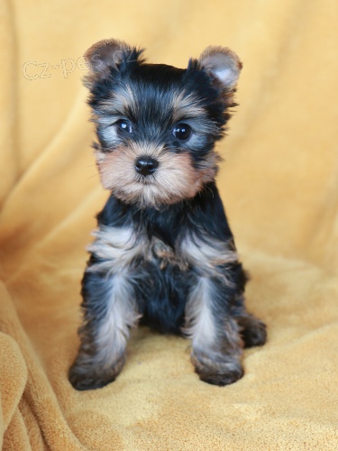 �t��ata jork��rsk�ho teri�ra