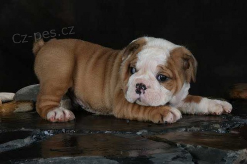 Anglick� buldok �t��ata s PP.