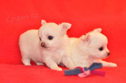 �ivava �t���tka k dispozici nyn� s PP