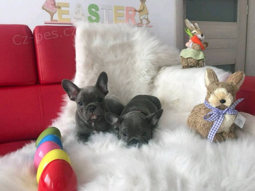 Francouzsk� �t���tka buldo�ek.