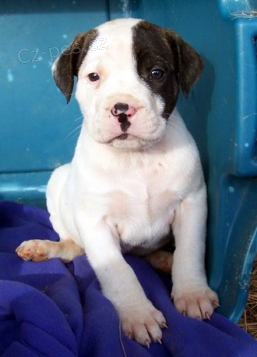 American Allaunt �t��ata na prodej