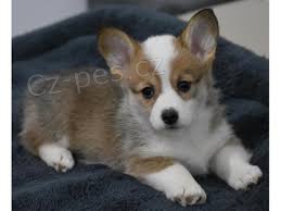 Rozko�n� vel�sk� corgi Pembroke �t��ata.