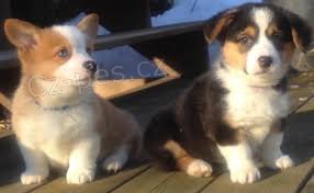Dom�c� zvedl vel�tiny pembroke corgi �t��ata na prodej