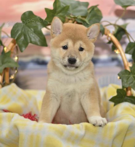 Roztomil� Shiba Inu �t��ata