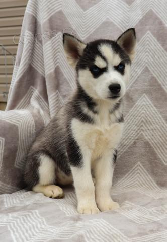 Kr�sn� sibi�sk� Husky �t��ata