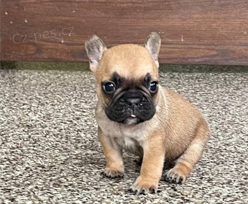 Francouzsk� buldo�ek �t��ata na p�ijet�