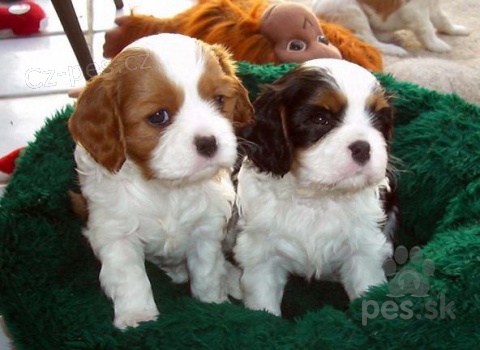 KAVALIER KING CHARLES �PANIEL