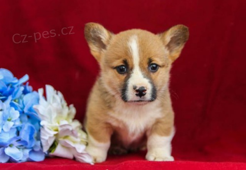 Sladk� vel�sk� Corgi (Pembroke) �t��ata
