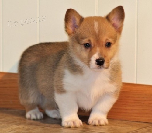 �t��ata Pembroke Welsh Corgi