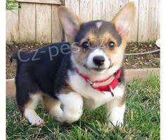 Welsh corgi pembroke �t��ata s d�kazem p�vodu.