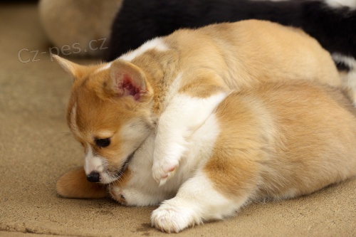 Roztomil� Pembroke Welsh Corgi �t��ata na prodej