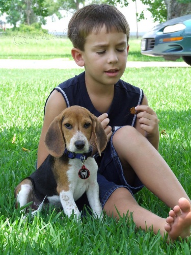 super �t���tka Beagle.