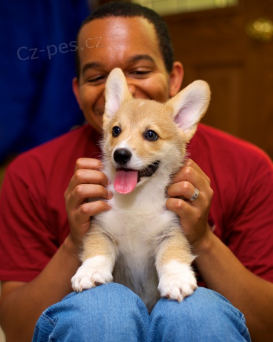 Pembroke welsh corgi �t��ata