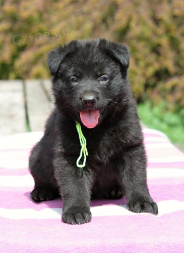 N�meck� ov��k �t��ata s PP