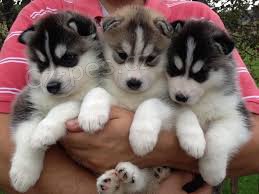 �t��ata Sibi�sk� husky s PP.