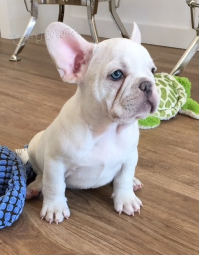 Dv� Francouzsk� buldo�ek �t��ata pro p�ijet�