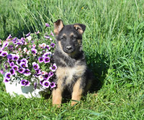 Pohledn� �t���tka n�meck�ho ov��ka