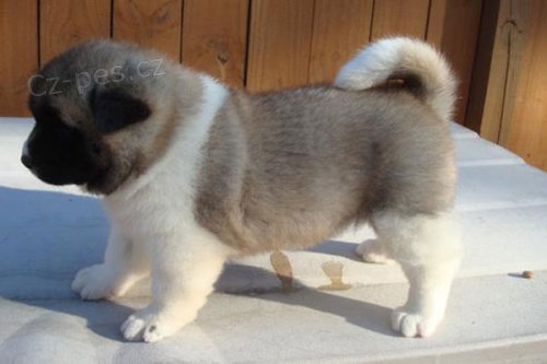 Akita Inu �t��ata k dispozici vynikaj�c� s PP.