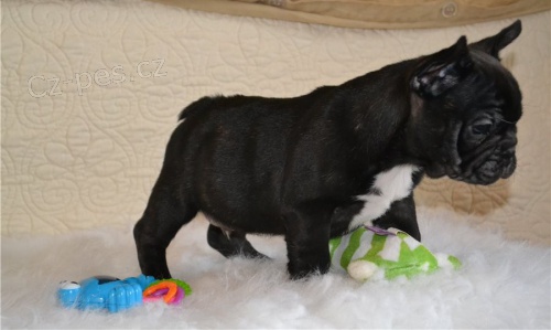 Francouzsk� �t���tka buldo�k� s PP.