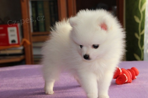 Pomeransk� �t��ata s PP.