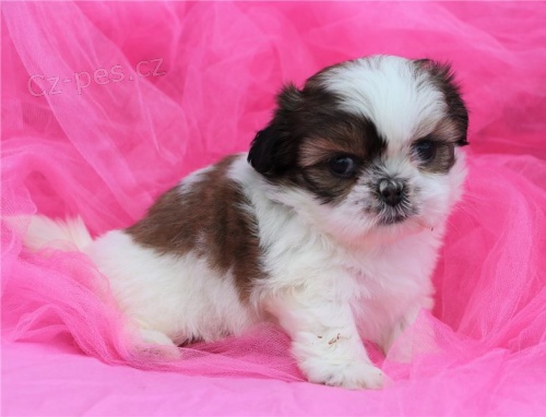 Shih Tzu �t��ata s PP.