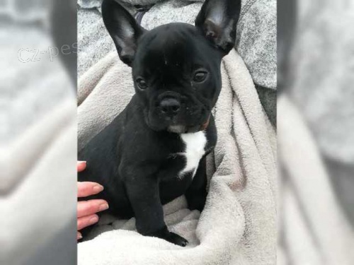 Francouzsk� buldo�ek na prodej bez PP
