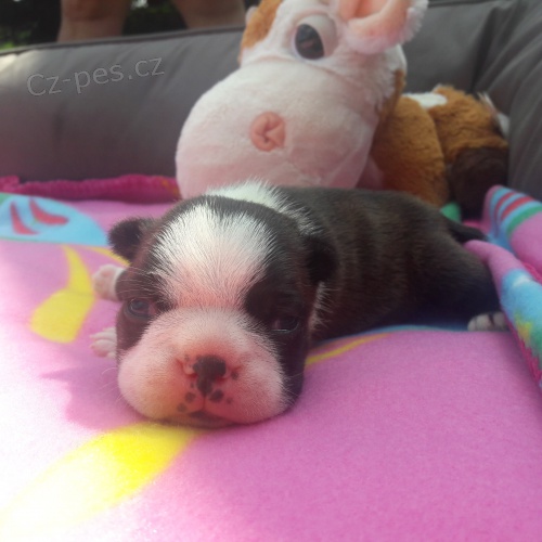 Prod�m fene�ku bostonsk�ho teri�ra