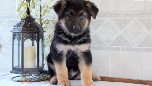 �t��ata n�mecky ov��k na prodej