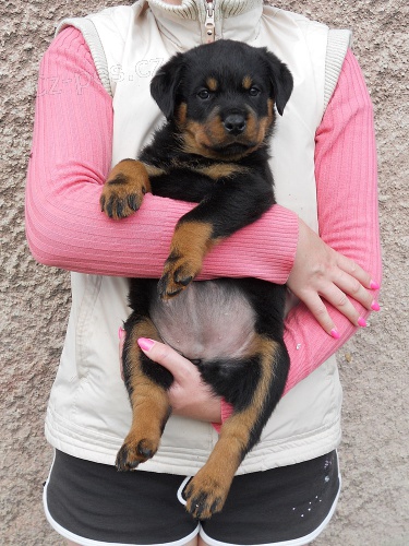 Rotvajler �t��ata s PP ihned k odb�ru