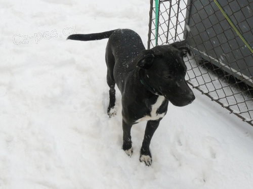 K��enec Labradora ke kryt�