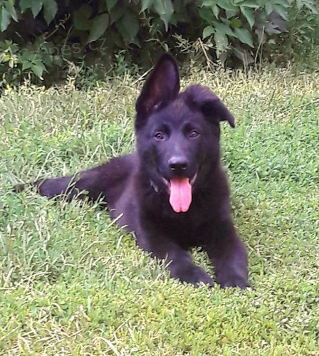 N�meck� ov��k �t��ata s PP