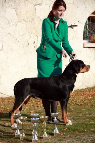 Ve�k� �vaj�iarsky sala�n�cky pes