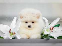 N�meck� �pic na prodej s PP