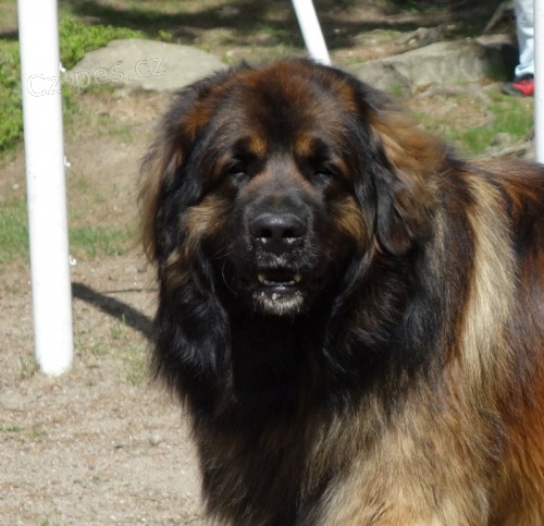 Leonberger �t��ata s PP