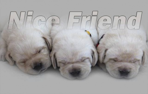 �t���tka zlat�ch retr�vr� a labrador�