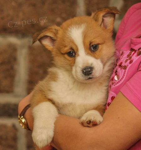 �t���tka Pembroke Welsh Corgi