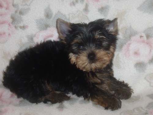 Jork��rsk� terier s PP