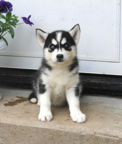 Husky �t��ata na prodej