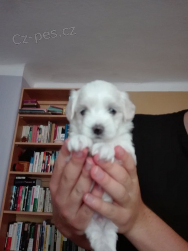 �t�n� Malt�z��ka - Malt�zsk� ps�k