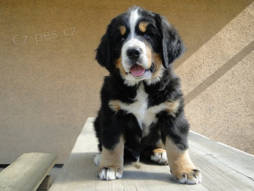 �t�n� bernsk�ho sala�nick�ho psa