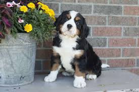 �t�n� bernsk�ho sala�nick�ho psa