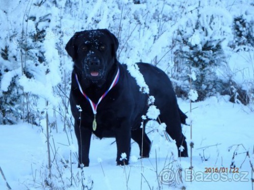 Labradorsk� retriever s PP