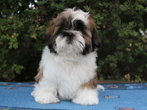 Shih-tzu, �i-tzu pejsek s PP
