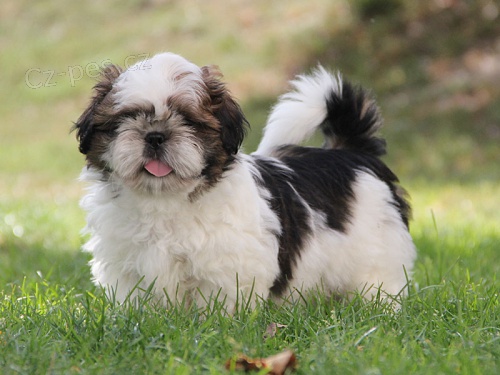 Shih-tzu, �i-tzu pejsek s PP